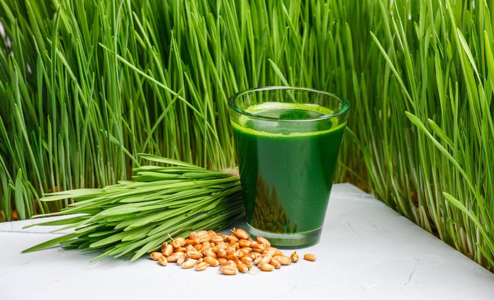 wheatgrass juice benefits