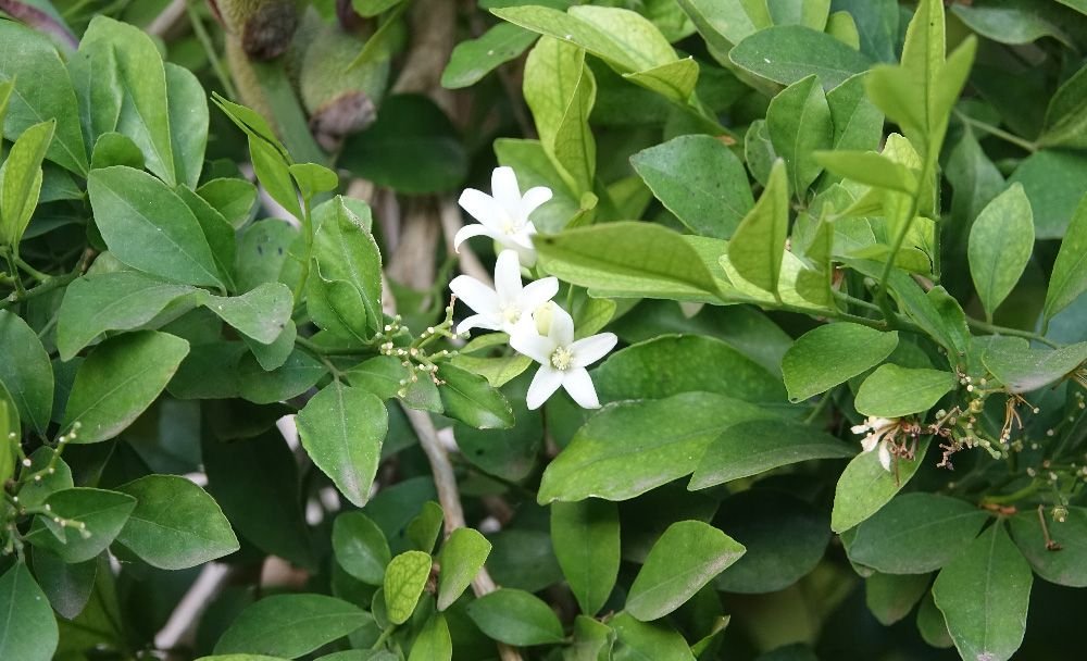 brahmi benefits - livayur brahmi benefits - livayur