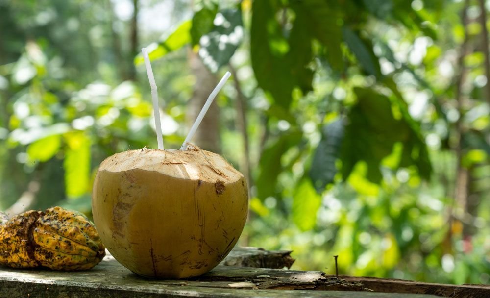 How to consume coconut water - livayur