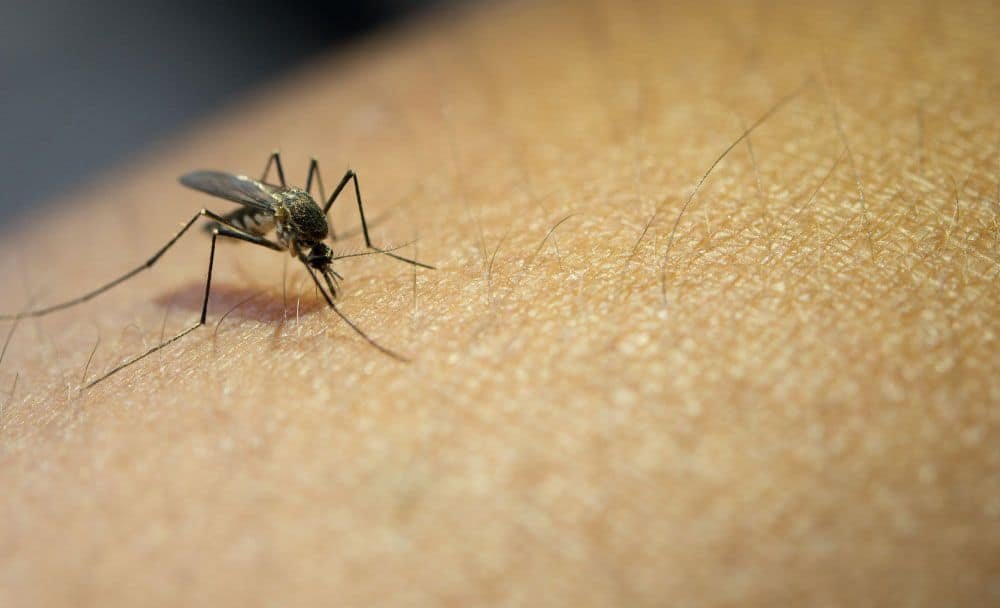cures inflammation and irritation from insect bites - rock salt benefits