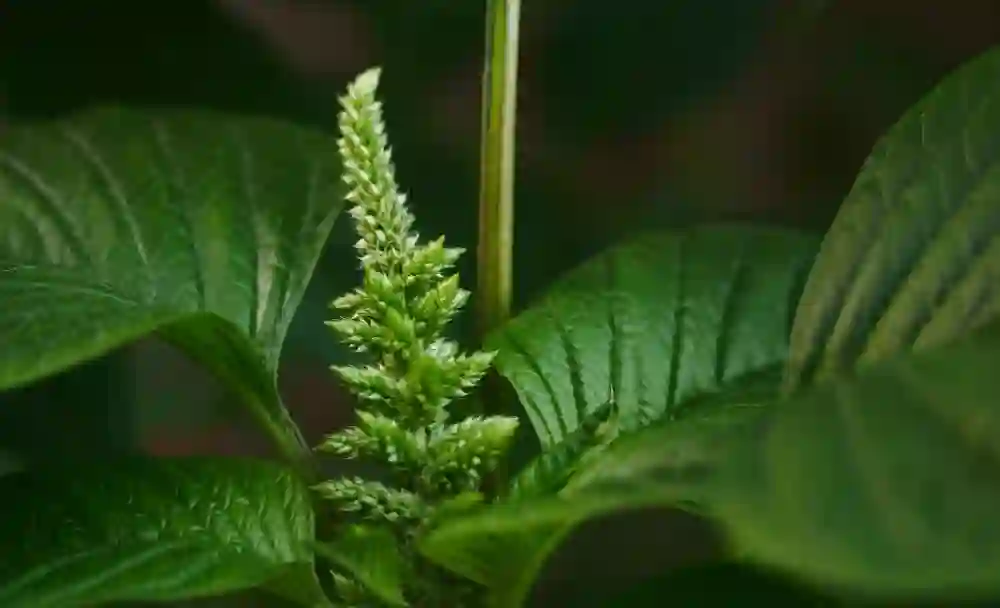 amaranth