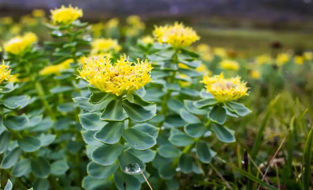 11 rhodiola rosea benefits