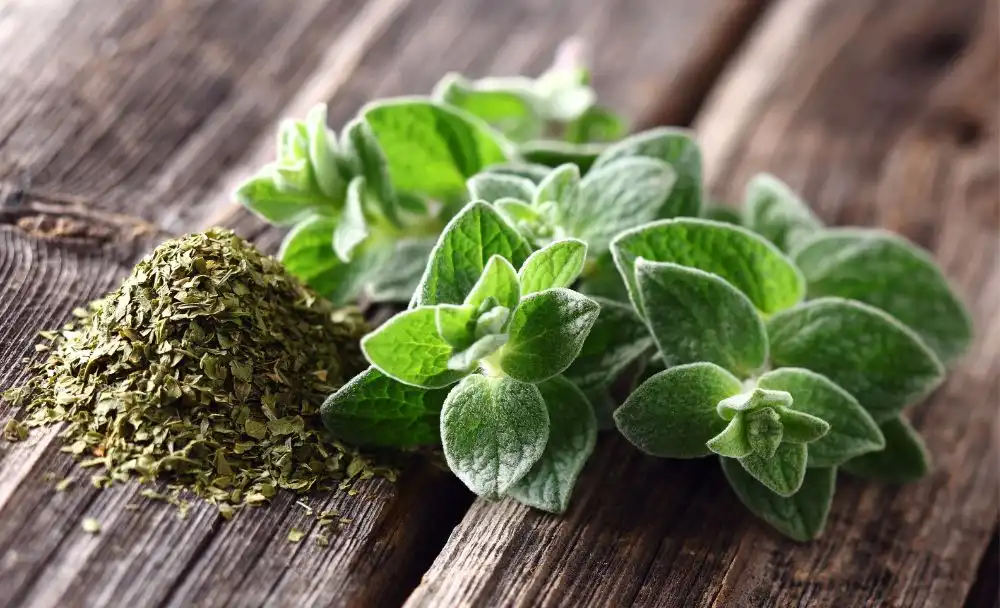 31-1 Oregano Side Effects & Safety