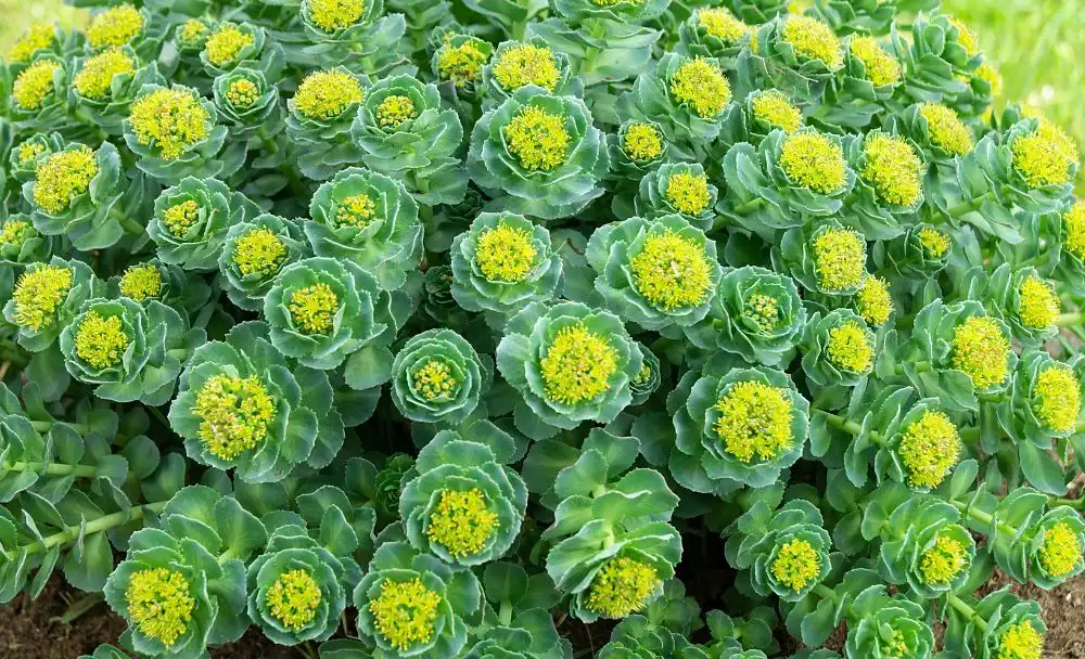9-1 rhodiola rosea