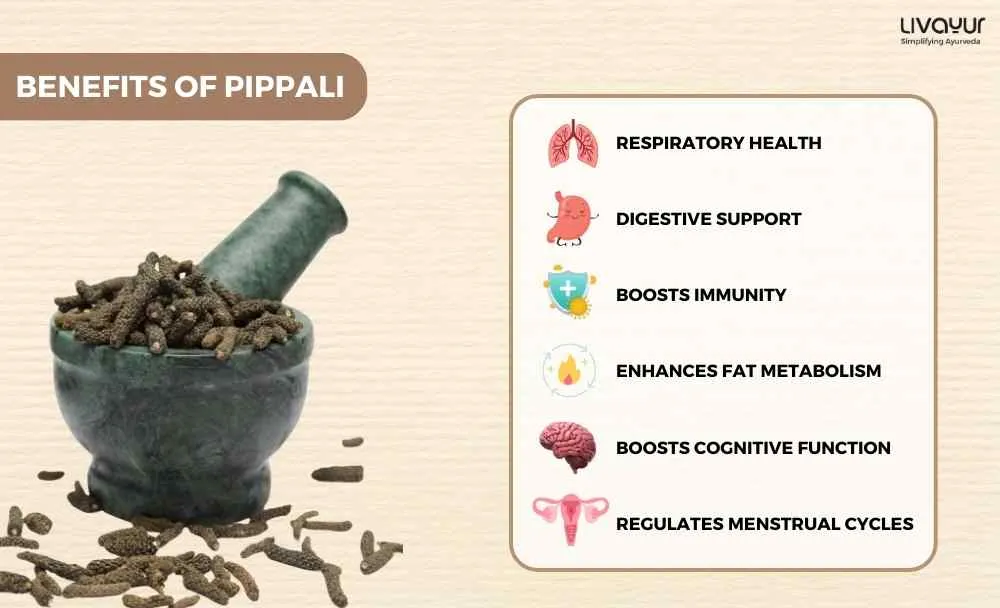 Pippali-Benefits-Uses-Dosage-Side-Effects-Precautions-More-1_4_11zon Pippali Benefits Uses Dosage Side Effects Precautions More 1 4 11zon