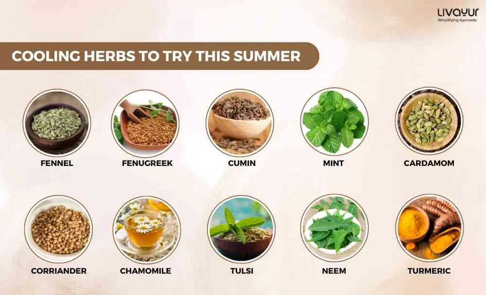 10 Cooling Herbs You Must Try This Summer (1)_24_11zon 10 Cooling Herbs You Must Try This Summer 1 24 11zon