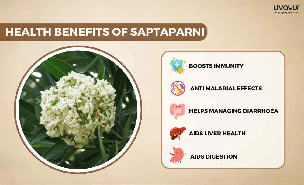 Discover The Incredible Benefits Of Saptaparni And Its Uses (1)_11zon Discover The Incredible Benefits Of Saptaparni And Its Uses 1 11zon
